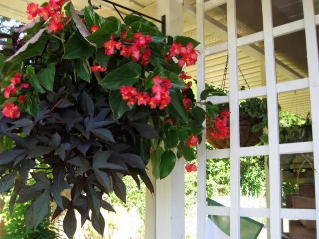 Via Veneto - Old Town Bed & Breakfast Niagara-on-the-Lake Bagian luar foto
